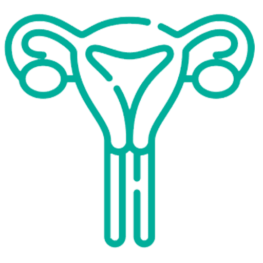 ovary png